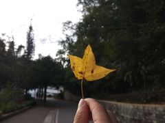 -广州市流溪河国家森林公园