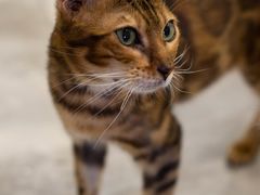 -楼上猫咖(罗湖店)