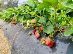 -厦门国家会计学院