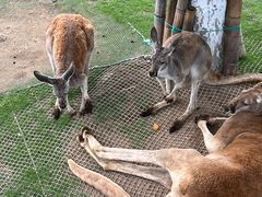 -西霞口神雕山野生动物世界