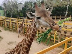 -西霞口神雕山野生动物世界