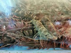 -胜海大排档·海鲜·黄鳝饭(十年老店)