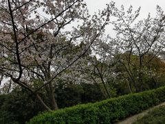 -新江湾城公园