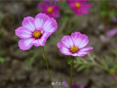-米果果小镇
