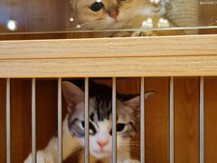 -猫猫幼稚园·撸猫·桌游·电玩