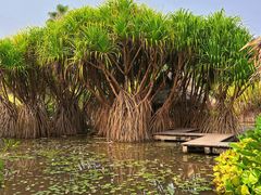 -中国科学院西双版纳热带植物园