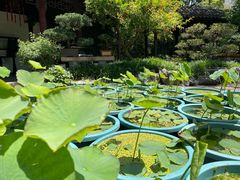 -上海醉白池公园