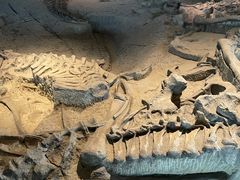 -自贡恐龙博物馆