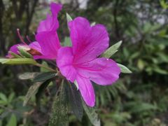 -深圳国际园林花卉博览园