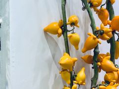 -溪岸路花鸟市场