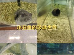 -萌宠奇缘(荣鼎店)