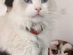 -猫在这儿猫咪咖啡馆·撸猫馆