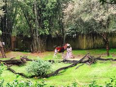 -奥兰多迪士尼动物王国乐园