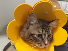 -纳吉亚猫专科动物诊疗中心(蒋宅口分院)