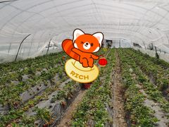 -喜杨洋草莓采摘园