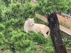 -西霞口神雕山野生动物世界