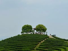 -午潮山国家森林公园