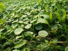 -艾溪湖湿地公园