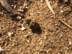 -尼甘布海鲜市场