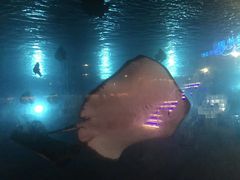 -瑞德姆美人鱼海底演艺主题餐厅(亚龙湾店)