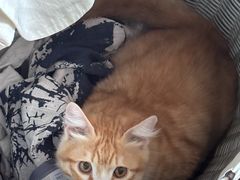 -天宠宠物医院24小时·急重症诊疗中心·全科·腔镜特色(和平分院)