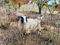 -神户市立六甲山牧场