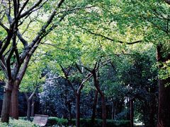 -上海共青森林公园