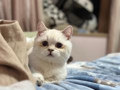 -babydoll猫舍·米努特·德文·缅因(久光中心店)