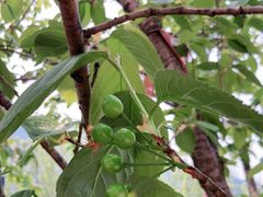 -樱桃山旅游景区