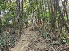 -黄埔油麻山森林公园