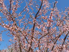 -桃花堤公园