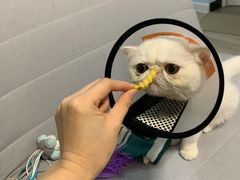 -猫大福·Fortune Cat猫舍(百子湾店)