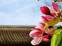 -海棠花溪(元大都城垣遗址公园)