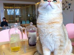 -猫腻·猫咖·撸猫馆(星光大道店)