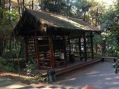 -铁山坪森林公园