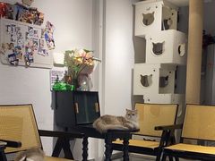 -琪喵猫屋·撸猫猫咖·猫舍