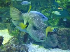 -烟台海昌鲸鲨海洋公园