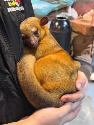-Zoolung Zoolung动物主题公园(海信广场店)