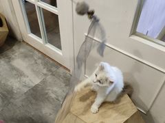-楼上猫咖(罗湖店)