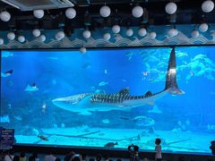 -烟台海昌鲸鲨海洋公园