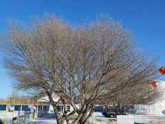 -库伦旗银沙湾旅游景区