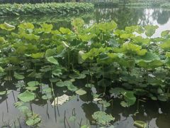 -金银湖国家城市湿地公园