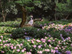 -上海共青森林公园