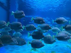 -常州海昌海洋探索馆
