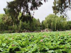 -莲池书院博物馆