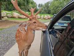 -北京野生动物园
