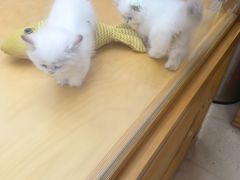 -帕帕拉兹宠物(亚洲旗舰店)