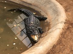 -西霞口神雕山野生动物世界