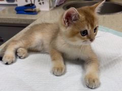 -动物缘宠物医院·骨科·猫科(西二环店)