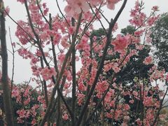 -南山植物园